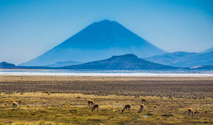 Tour to the Salinas Lagoon and National Reserve in Arequipa - Guides and group vibe: when the guide makes the day easier