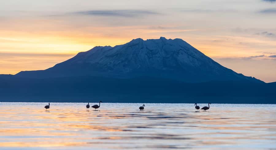 Tour to the Salinas Lagoon and National Reserve in Arequipa - High Andean camelids and birds reserve: the wildlife break you’ll remember