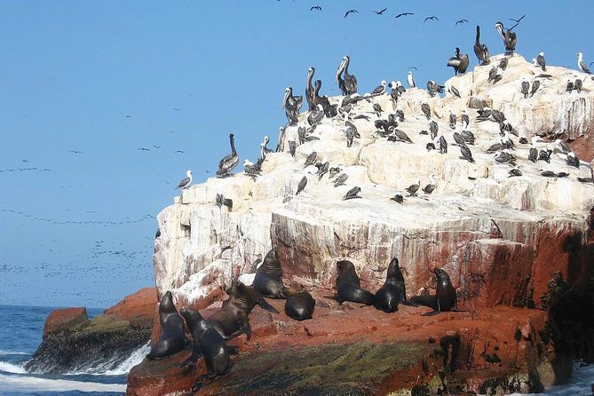 Ultimate Comfort: Lima to Huacachina, Ballestas and Vineyard - Guides, Reservations, and That Keep-It-Smooth Feeling