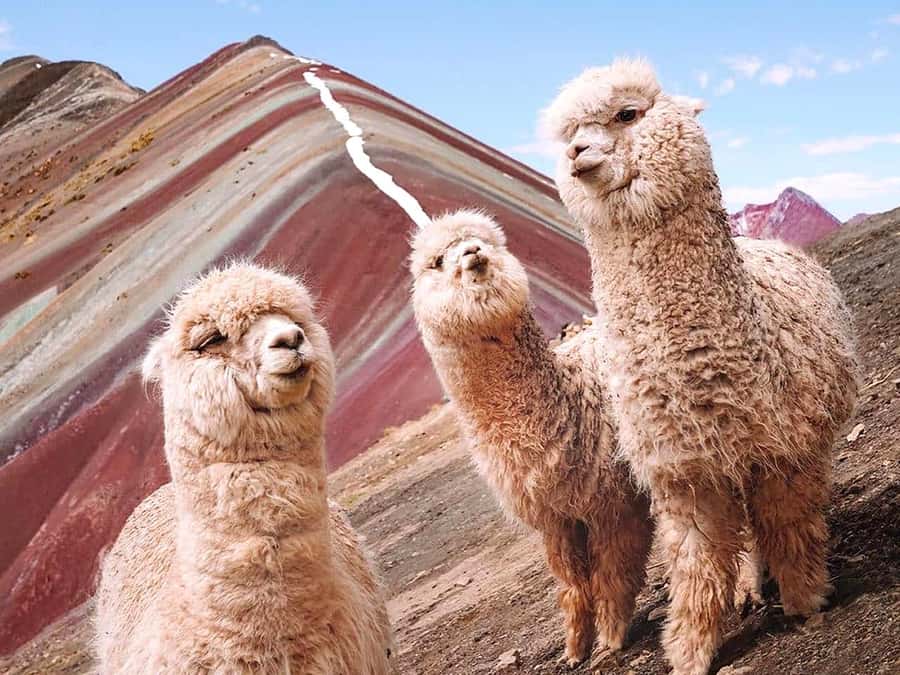 Vinicunca Mountain Tour - Full Day Tour to Rainbow Mountain - Should You Book This Rainbow Mountain Tour?