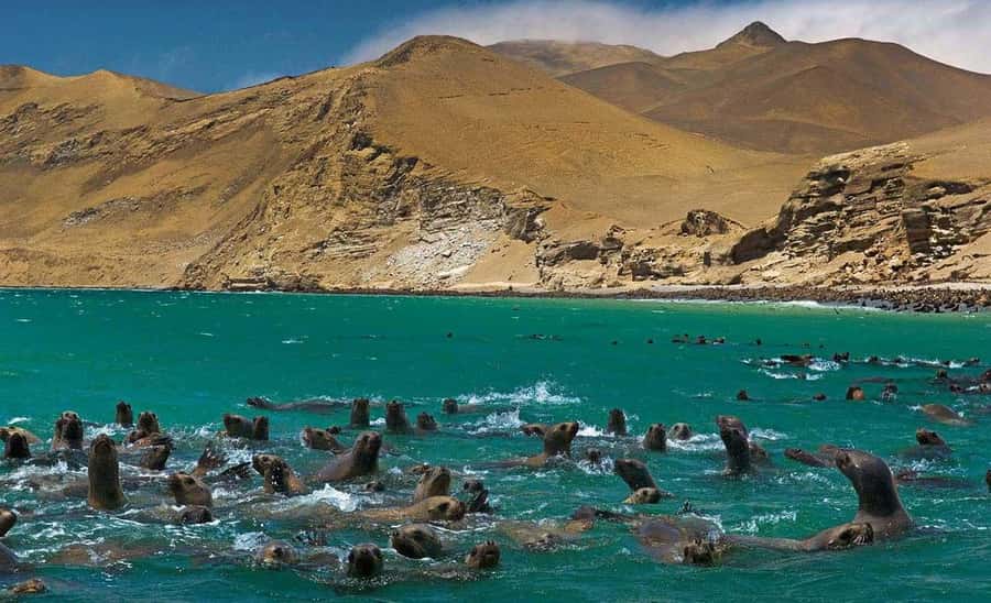 Wonders of Paracas: Ballestas Islands and National Reserve - Price and value: what $50 covers and what costs extra