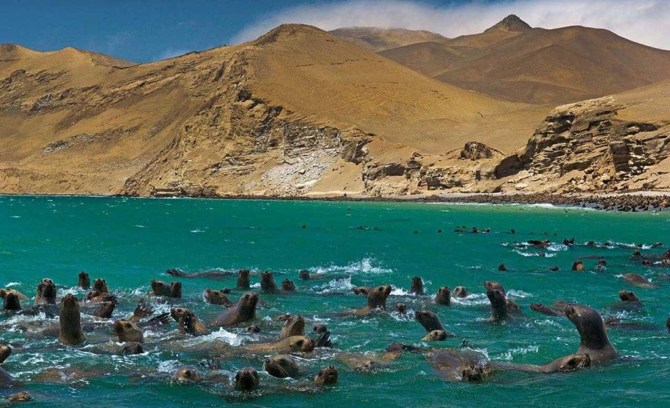 Wonders of Paracas: Ballestas Islands and National Reserve - Should you book Wonders of Paracas: Ballestas Islands and National Reserve?