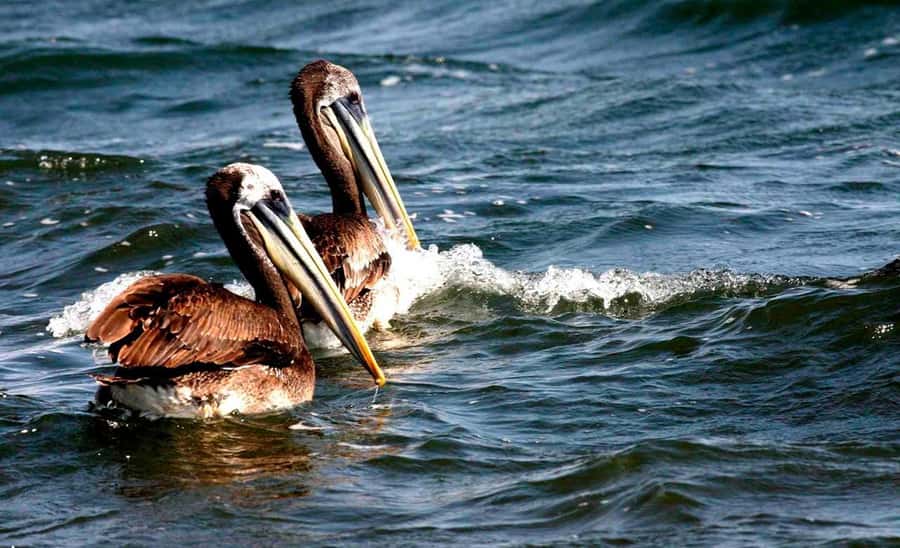 Wonders of Paracas: Ballestas Islands and National Reserve - Paracas National Reserve viewpoints: La Catedral, Punta Santa María, and Playa Roja